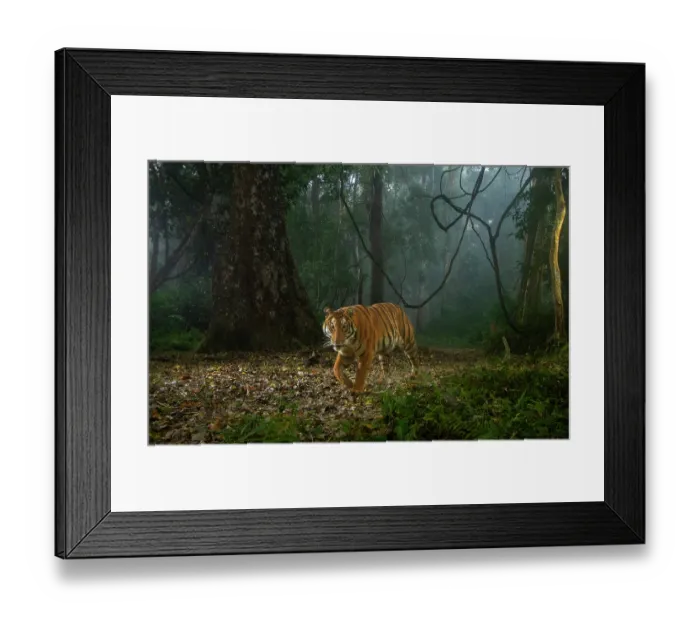 Framed Print : Bengal tiger (Panthera tigris tigris) walking through rainforest on a foggy morning, Kaziranga Tiger Reserve, India. Endangered. Camera trap image