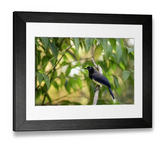 Framed Print : Black-chested jay (Cyanocorax affinis) perched on branch, Sierra Nevada de Santa Marta, Colombia