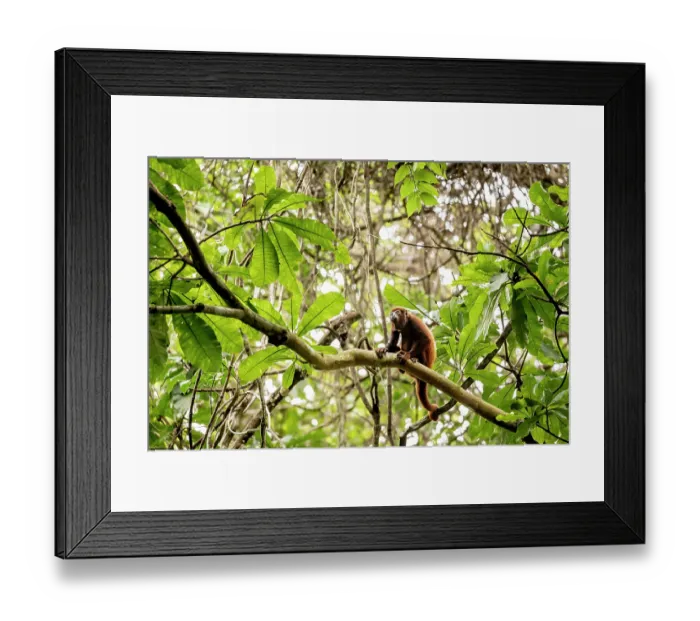 Framed Print : Colombian red-howler monkey (Alouatta seniculus) sitting on branch, Tayrona National Park, Colombia