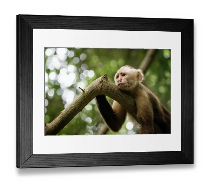 Framed Print : Santa Marta white-fronted capuchin (Cebus malitiosus) resting on branch, portrait, Tayrona National Park, Colombia. Endangered Framed Print : Santa Marta white-fronted capuchin (Cebus malitiosus) resting on branch, portrait, Tayrona National Park, Colombia. Endangered