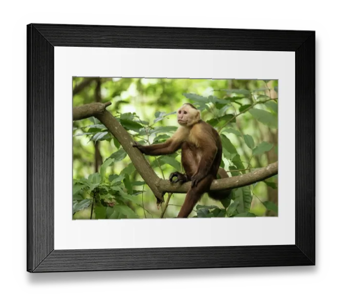 Framed Print : Santa Marta white-fronted capuchin (Cebus malitiosus) sitting on branch, Tayrona National Park, Colombia. Endangered