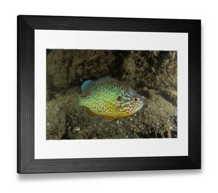 Framed Print : Pumpkinseed (Lepomis gibbosus) male, portrait, Lake Lugano, Ticino, Switzerland Framed Print : Pumpkinseed (Lepomis gibbosus) male, portrait, Lake Lugano, Ticino, Switzerland