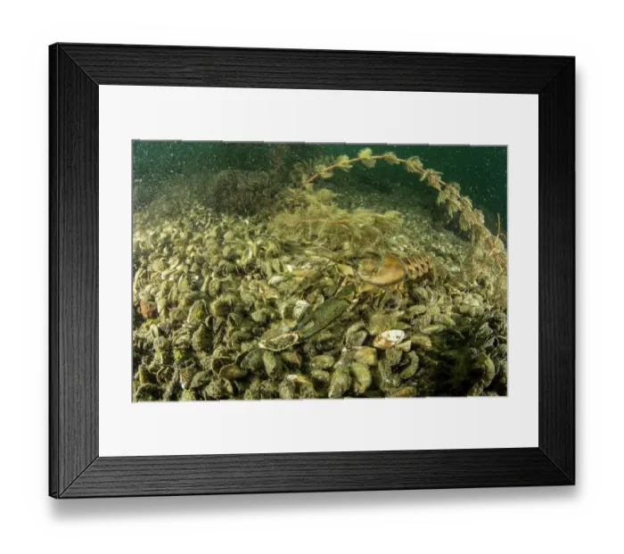 Framed Print : North American crayfish (Orconectes Limosus) resting on lake bed on top of Quagga mussels (Dreissena bugensis), Lake Lugano, Ticino, Switzerland Framed Print : North American crayfish (Orconectes Limosus) resting on lake bed on top of Quagga mussels (Dreissena bugensis), Lake Lugano, Ticino, Switzerland