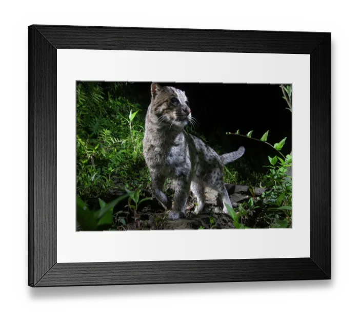 Framed Print : Fishing cat (Prionailurus viverrinus) walking through forest at night, Kaziranga Tiger Reserve, Assam, India. Camera trap image Framed Print : Fishing cat (Prionailurus viverrinus) walking through forest at night, Kaziranga Tiger Reserve, Assam, India. Camera trap image
