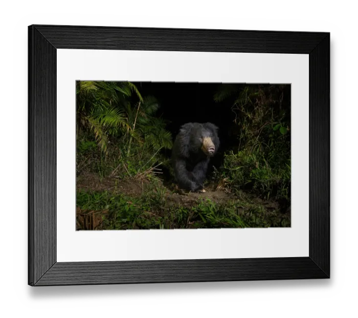 Framed Print : Sloth bear (Melursus ursinus) walking through cane forest at night, Kaziranga Tiger Reserve, Assam, India. Camera trap image Framed Print : Sloth bear (Melursus ursinus) walking through cane forest at night, Kaziranga Tiger Reserve, Assam, India. Camera trap image