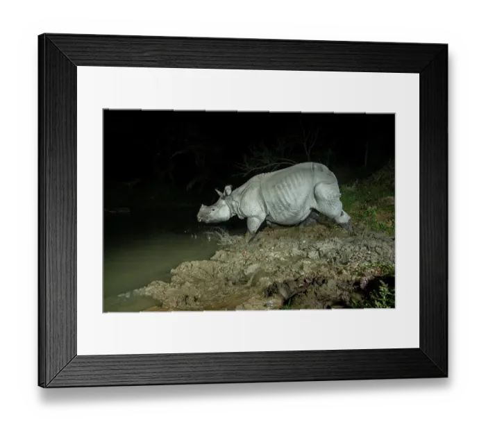 Framed Print : Greater one-horned rhinoceros (Rhinoceros unicornis) crossing forest stream at night, Kaziranga Tiger Reserve, Assam, India. Camera trap image Framed Print : Greater one-horned rhinoceros (Rhinoceros unicornis) crossing forest stream at night, Kaziranga Tiger Reserve, Assam, India. Camera trap image