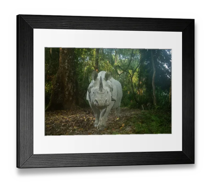 Framed Print : Greater one-horned rhinoceros (Rhinoceros unicornis) walking in forest, Kaziranga Tiger Reserve, Assam, India. Camera trap image Framed Print : Greater one-horned rhinoceros (Rhinoceros unicornis) walking in forest, Kaziranga Tiger Reserve, Assam, India. Camera trap image