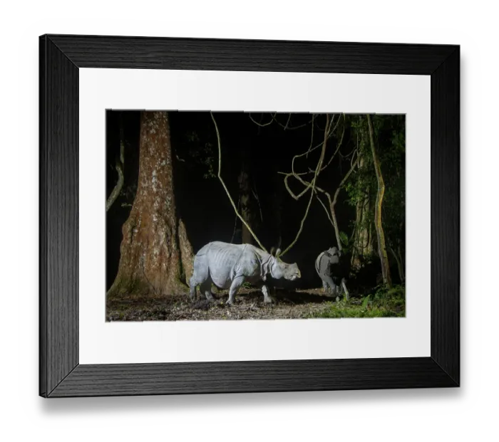 Framed Print : Greater one-horned rhinoceros (Rhinoceros unicornis) female and juvenile, walking through rainforest at night, Kaziranga Tiger Reserve, Assam, India. Camera trap image Framed Print : Greater one-horned rhinoceros (Rhinoceros unicornis) female and juvenile, walking through rainforest at night, Kaziranga Tiger Reserve, Assam, India. Camera trap image
