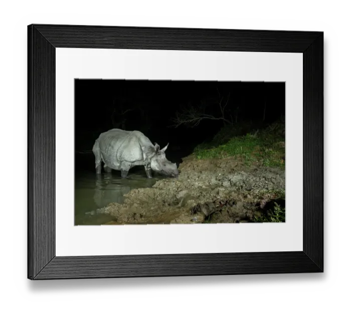 Framed Print : Greater one-horned rhinoceros (Rhinoceros unicornis) crossing forest stream at night, Kaziranga Tiger Reserve, Assam, India. Camera trap image Framed Print : Greater one-horned rhinoceros (Rhinoceros unicornis) crossing forest stream at night, Kaziranga Tiger Reserve, Assam, India. Camera trap image