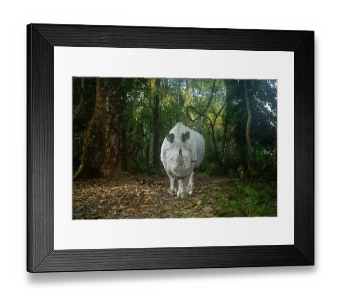 Framed Print : Greater one-horned rhinoceros (Rhinoceros unicornis) walking in forest, Kaziranga Tiger Reserve, Assam, India. Camera trap image