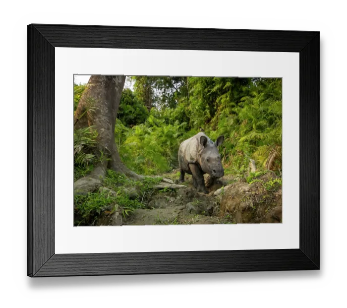 Framed Print : Greater one-horned rhinoceros (Rhinoceros unicornis) calf walking through cane forest, Kaziranga Tiger Reserve, Assam, India. Camera trap image Framed Print : Greater one-horned rhinoceros (Rhinoceros unicornis) calf walking through cane forest, Kaziranga Tiger Reserve, Assam, India. Camera trap image