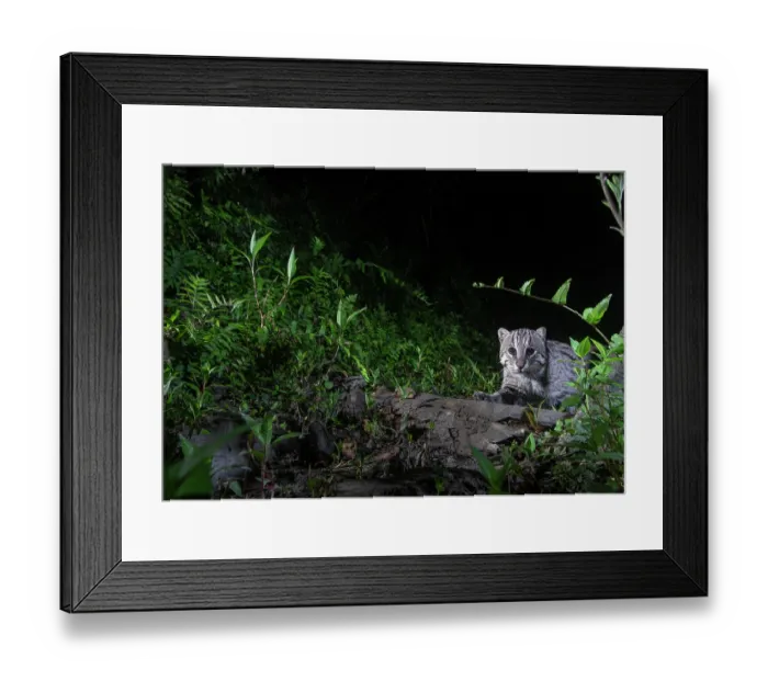 Framed Print : Fishing cat (Prionailurus viverrinus) walking in forest at night, Kaziranga Tiger Reserve, Assam, India. Camera trap image Framed Print : Fishing cat (Prionailurus viverrinus) walking in forest at night, Kaziranga Tiger Reserve, Assam, India. Camera trap image