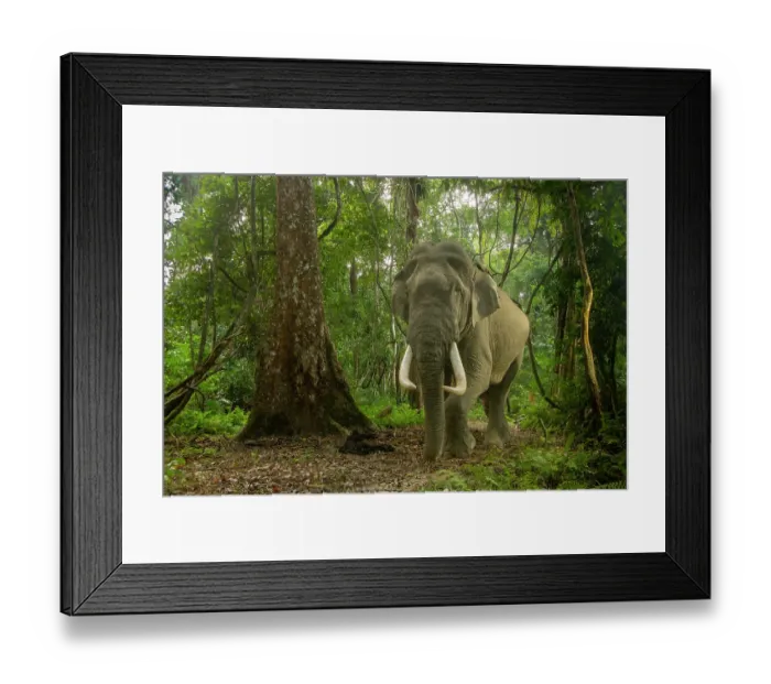 Framed Print : Indian elephant (Elephas maximus indicus) male tusker walking through rainforest, Kaziranga Tiger Reserve, India. Endangered. Camera trap image Framed Print : Indian elephant (Elephas maximus indicus) male tusker walking through rainforest, Kaziranga Tiger Reserve, India. Endangered. Camera trap image