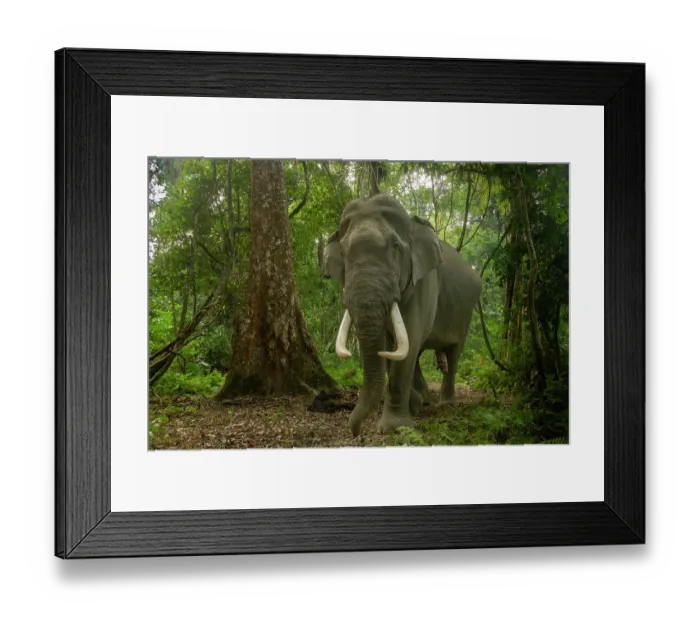 Framed Print : Indian elephant (Elephas maximus indicus) male tusker walking through rainforest, Kaziranga Tiger Reserve, India. Endangered. Camera trap image Framed Print : Indian elephant (Elephas maximus indicus) male tusker walking through rainforest, Kaziranga Tiger Reserve, India. Endangered. Camera trap image