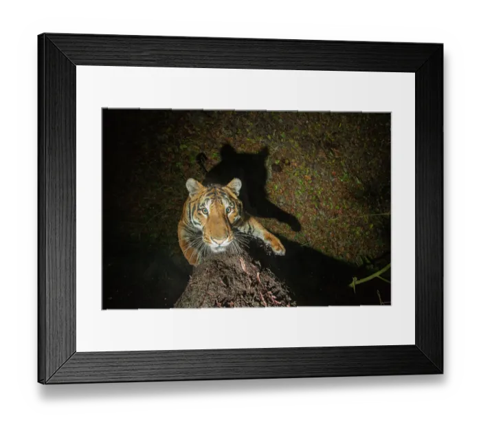 Framed Print : Bengal tiger (Panthera tigris tigris) standing on hind legs scratching tree trunk, Kaziranga Tiger Reserve, Assam, India. Endangered. Camera trap image.e Framed Print : Bengal tiger (Panthera tigris tigris) standing on hind legs scratching tree trunk, Kaziranga Tiger Reserve, Assam, India. Endangered. Camera trap image.e