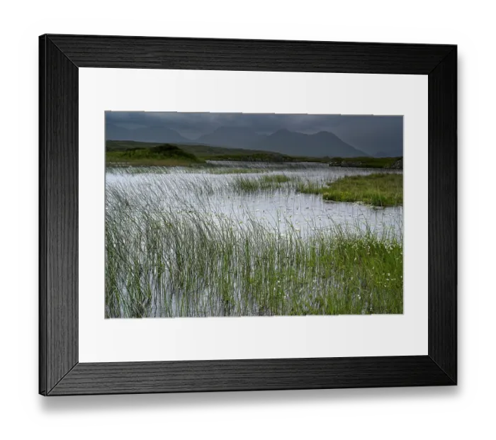 Framed Print : Reed beds in lake with view towards The Twelve Pins mountains, Connemara, County Galway, Republic of Ireland. June, 2022 Framed Print : Reed beds in lake with view towards The Twelve Pins mountains, Connemara, County Galway, Republic of Ireland. June, 2022