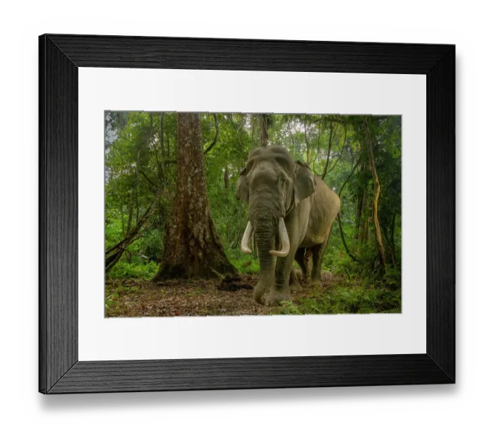 Framed Print : Indian elephant (Elephas maximus indicus) male tusker walking through rainforest, Kaziranga Tiger Reserve, India. Endangered. Camera trap image Framed Print : Indian elephant (Elephas maximus indicus) male tusker walking through rainforest, Kaziranga Tiger Reserve, India. Endangered. Camera trap image