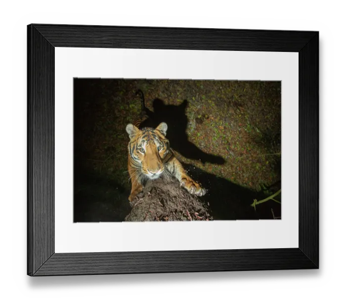 Framed Print : Bengal tiger (Panthera tigris tigris) standing on hind legs scratching tree trunk, Kaziranga Tiger Reserve, Assam, India. Endangered. Camera trap image Framed Print : Bengal tiger (Panthera tigris tigris) standing on hind legs scratching tree trunk, Kaziranga Tiger Reserve, Assam, India. Endangered. Camera trap image