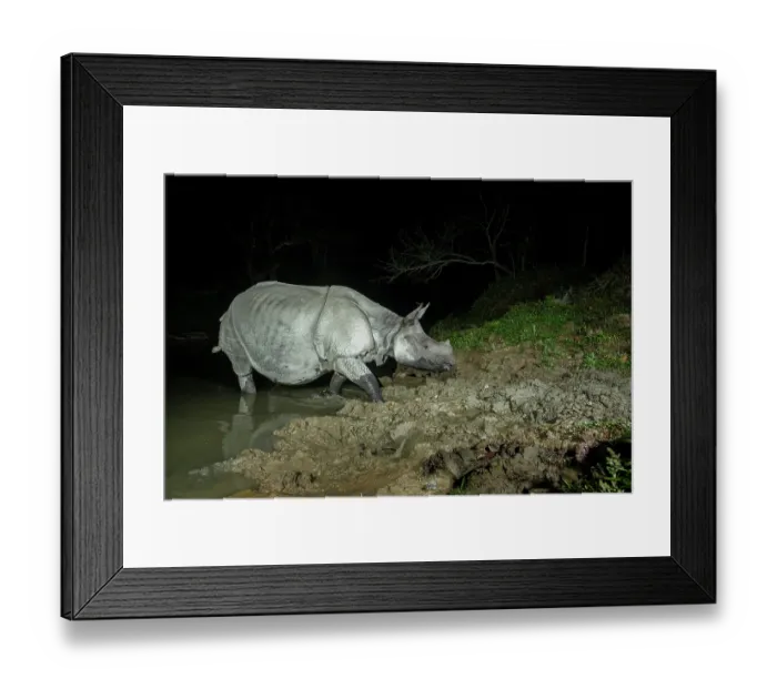 Framed Print : Greater one-horned rhinoceros (Rhinoceros unicornis) crossing forest stream at night, Kaziranga Tiger Reserve, Assam, India. Camera trap image