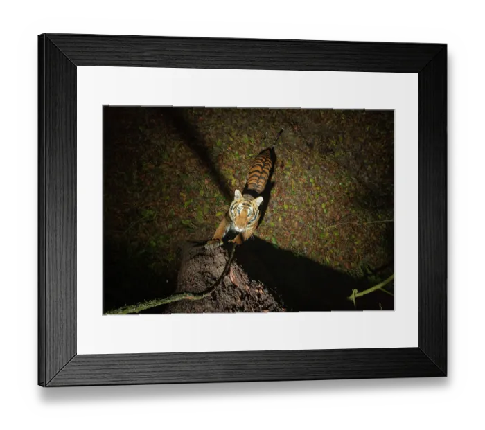 Framed Print : Bengal tiger (Panthera tigris tigris) standing on hind legs scratching tree trunk, Kaziranga Tiger Reserve, Assam, India. Endangered. Camera trap image Framed Print : Bengal tiger (Panthera tigris tigris) standing on hind legs scratching tree trunk, Kaziranga Tiger Reserve, Assam, India. Endangered. Camera trap image