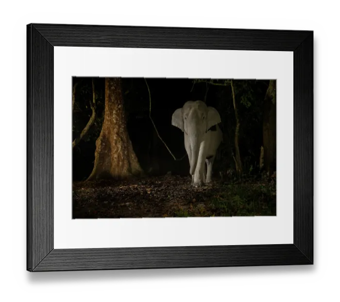 Framed Print : Indian elephant (Elephas maximus indicus) tuskless male, walking through rainforest at night, Kaziranga Tiger Reserve, Assam, India. Endangered. Camera trap image Framed Print : Indian elephant (Elephas maximus indicus) tuskless male, walking through rainforest at night, Kaziranga Tiger Reserve, Assam, India. Endangered. Camera trap image