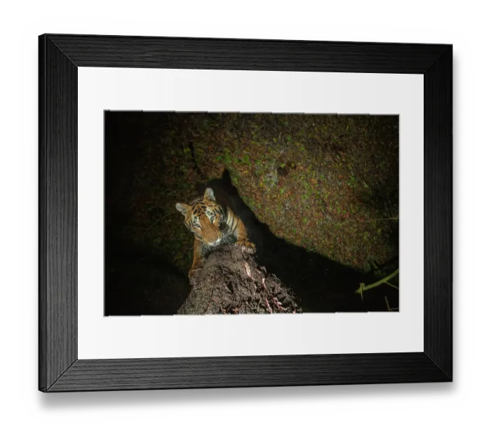 Framed Print : Bengal tiger (Panthera tigris tigris) standing on hind legs scratching tree trunk, Kaziranga Tiger Reserve, Assam, India. Endangered. Camera trap image Framed Print : Bengal tiger (Panthera tigris tigris) standing on hind legs scratching tree trunk, Kaziranga Tiger Reserve, Assam, India. Endangered. Camera trap image