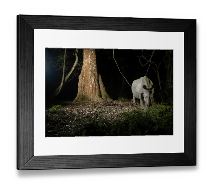 Framed Print : Greater one-horned rhinoceros (Rhinoceros unicornis) walking through rainforest at night, Kaziranga Tiger Reserve, Assam, India. Camera trap image Framed Print : Greater one-horned rhinoceros (Rhinoceros unicornis) walking through rainforest at night, Kaziranga Tiger Reserve, Assam, India. Camera trap image