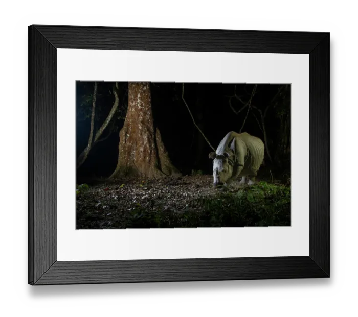 Framed Print : Greater one-horned rhinoceros (Rhinoceros unicornis) walking through rainforest at night, Kaziranga Tiger Reserve, Assam, India. Camera trap image Framed Print : Greater one-horned rhinoceros (Rhinoceros unicornis) walking through rainforest at night, Kaziranga Tiger Reserve, Assam, India. Camera trap image
