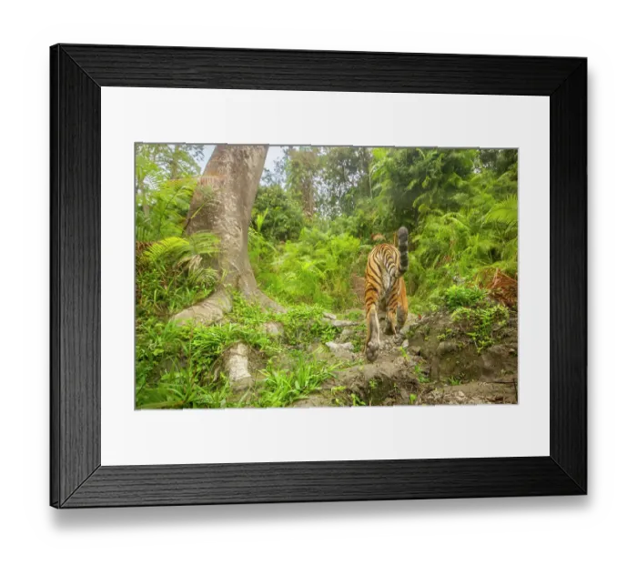 Framed Print : Bengal tiger (Panthera tigris tigris) walking thorugh cane forest, Kaziranga tiger Reserve, Assam, India. Endangered. Camera trap image Framed Print : Bengal tiger (Panthera tigris tigris) walking thorugh cane forest, Kaziranga tiger Reserve, Assam, India. Endangered. Camera trap image