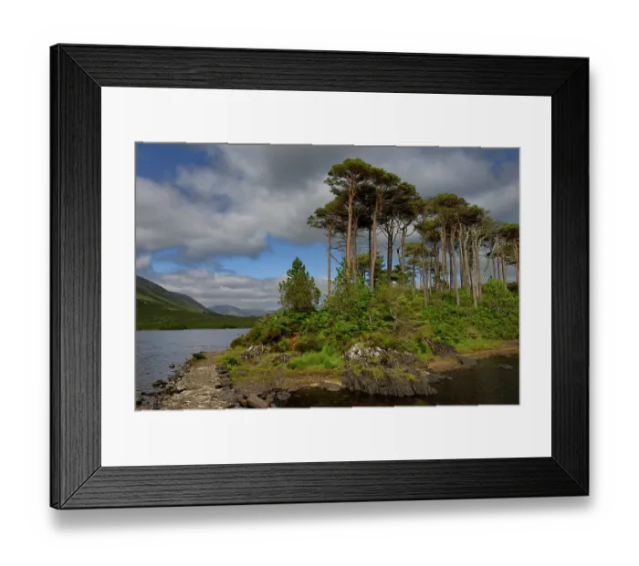Framed Print : Connemara landscape with Scots pines (Pinus sylvestris) along lake, County Galway, Republic of Ireland. June, 2019 Framed Print : Connemara landscape with Scots pines (Pinus sylvestris) along lake, County Galway, Republic of Ireland. June, 2019
