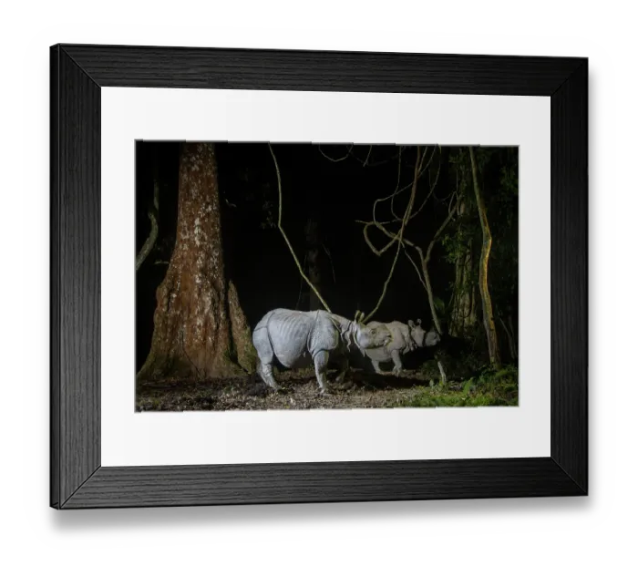 Framed Print : Greater one-horned rhinoceros (Rhinoceros unicornis) female and juvenile, walking through rainforest at night, Kaziranga Tiger Reserve, Assam, India. Camera trap image Framed Print : Greater one-horned rhinoceros (Rhinoceros unicornis) female and juvenile, walking through rainforest at night, Kaziranga Tiger Reserve, Assam, India. Camera trap image