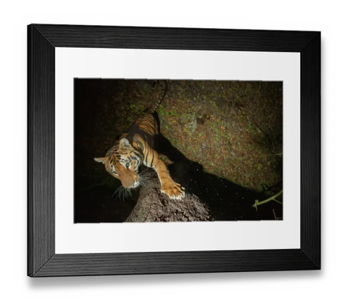Framed Print : Bengal tiger (Panthera tigris tigris) standing on hind legs scratching tree trunk, Kaziranga Tiger Reserve, Assam, India. Endangered. Camera trap image Framed Print : Bengal tiger (Panthera tigris tigris) standing on hind legs scratching tree trunk, Kaziranga Tiger Reserve, Assam, India. Endangered. Camera trap image