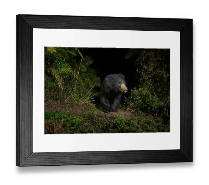 Framed Print : Sloth bear (Melursus ursinus) walking through cane forest at night, Kaziranga Tiger reserve, Assam, India. Camera trap image Framed Print : Sloth bear (Melursus ursinus) walking through cane forest at night, Kaziranga Tiger reserve, Assam, India. Camera trap image