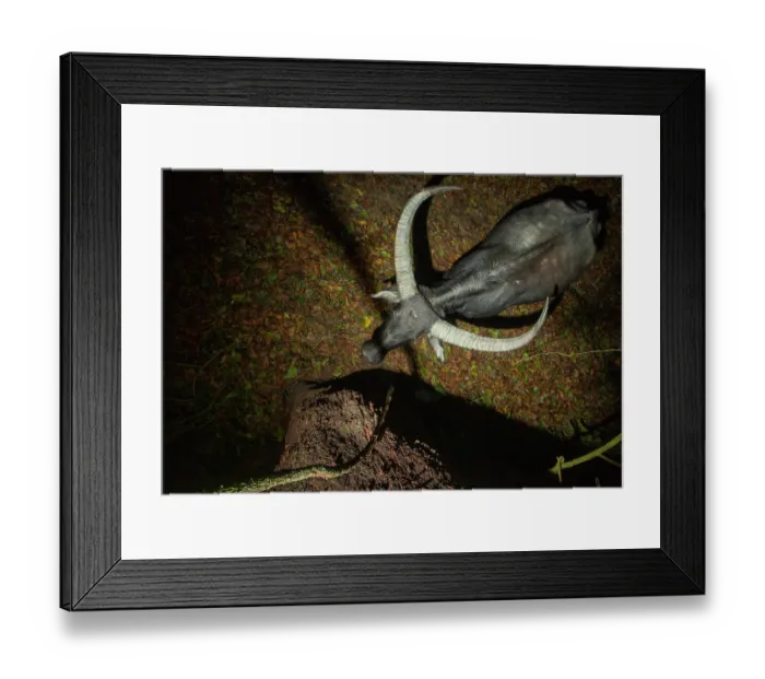 Framed Print : Water buffalo (Bubalus bubalis) standing next to a tree in forest at night, Kaziranga Tiger Reserve, Assam, India. Camera trap image Framed Print : Water buffalo (Bubalus bubalis) standing next to a tree in forest at night, Kaziranga Tiger Reserve, Assam, India. Camera trap image