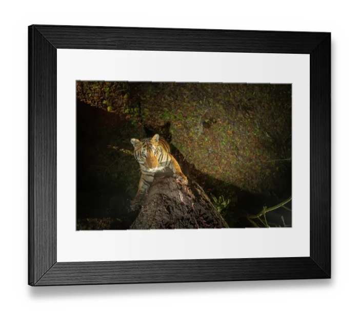 Framed Print : Bengal tiger (Panthera tigris tigris) standing on hind legs scratching tree trunk, Kaziranga Tiger Reserve, Assam, India. Endangered. Camera trap image Framed Print : Bengal tiger (Panthera tigris tigris) standing on hind legs scratching tree trunk, Kaziranga Tiger Reserve, Assam, India. Endangered. Camera trap image