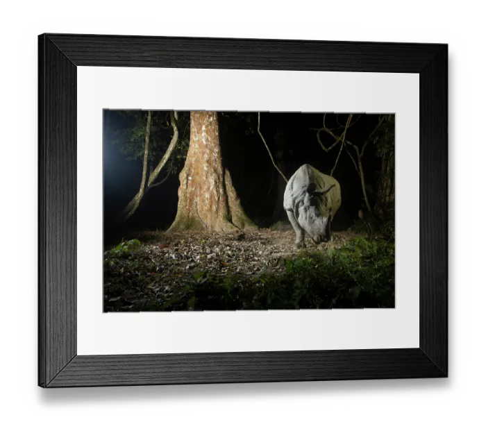 Framed Print : Greater one-horned rhinoceros (Rhinoceros unicornis) walking through rainforest at night, Kaziranga Tiger Reserve, Assam, India. Camera trap image Framed Print : Greater one-horned rhinoceros (Rhinoceros unicornis) walking through rainforest at night, Kaziranga Tiger Reserve, Assam, India. Camera trap image