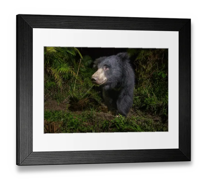 Framed Print : Sloth bear (Melursus ursinus) walking through cane forest at night, Kaziranga Tiger reserve, Assam, India. Camera trap image Framed Print : Sloth bear (Melursus ursinus) walking through cane forest at night, Kaziranga Tiger reserve, Assam, India. Camera trap image