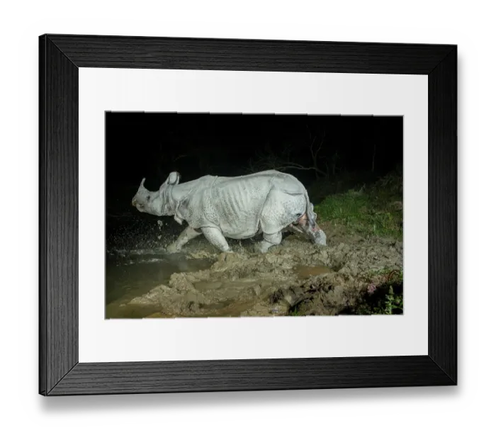 Framed Print : Greater one-horned rhinoceros (Rhinoceros unicornis) crossing forest stream at night, Kaziranga Tiger Reserve, Assam, India. Camera trap image Framed Print : Greater one-horned rhinoceros (Rhinoceros unicornis) crossing forest stream at night, Kaziranga Tiger Reserve, Assam, India. Camera trap image