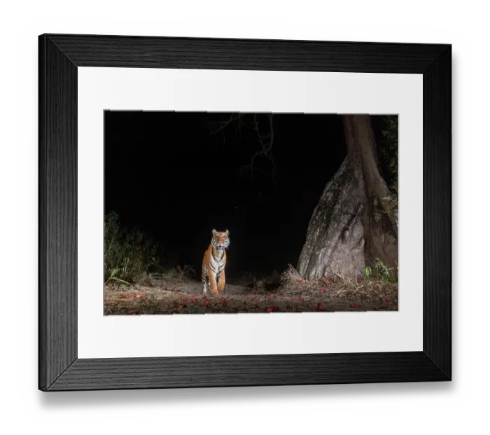 Framed Print : Bengal tiger (Panthera tigris tigris) male, walking pass huge buttress root of Silk cotton tree (Bombax ceiba) with flowers on ground, Kaziranga Bengal tiger Reserve, Assam Framed Print : Bengal tiger (Panthera tigris tigris) male, walking pass huge buttress root of Silk cotton tree (Bombax ceiba) with flowers on ground, Kaziranga Bengal tiger Reserve, Assam