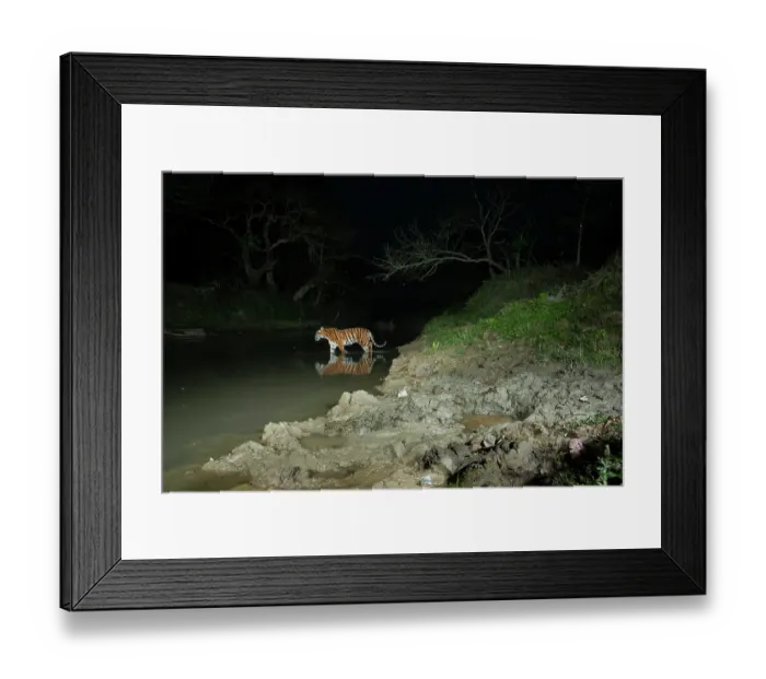 Framed Print : Bengal tiger (Panthera tigris tigris) crossing forest stream at night, Kaziranga Bengal tiger Reserve, Assam, India. Endangered. Camera trap image Framed Print : Bengal tiger (Panthera tigris tigris) crossing forest stream at night, Kaziranga Bengal tiger Reserve, Assam, India. Endangered. Camera trap image