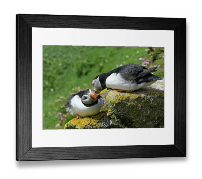 Framed Print : Puffins (Fratercula arctica) pair, courtship display, Great Saltee Island, County Wexford, Republic of Ireland. June Framed Print : Puffins (Fratercula arctica) pair, courtship display, Great Saltee Island, County Wexford, Republic of Ireland. June