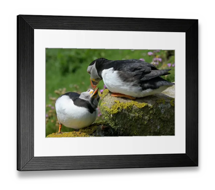 Framed Print : Puffins (Fratercula arctica) pair, courtship display, Great Saltee Island, County Wexford, Republic of Ireland. June Framed Print : Puffins (Fratercula arctica) pair, courtship display, Great Saltee Island, County Wexford, Republic of Ireland. June