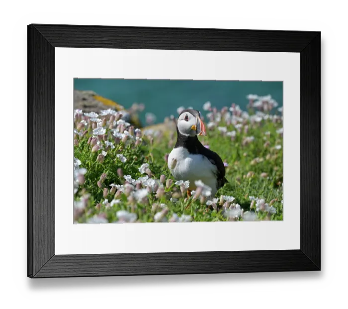 Framed Print : Puffin (Fratercula arctica) perched on cliff top among Bladder campion (Silene vulgaris), Great Saltee Island, County Wexford, Republic of Ireland. June Framed Print : Puffin (Fratercula arctica) perched on cliff top among Bladder campion (Silene vulgaris), Great Saltee Island, County Wexford, Republic of Ireland. June