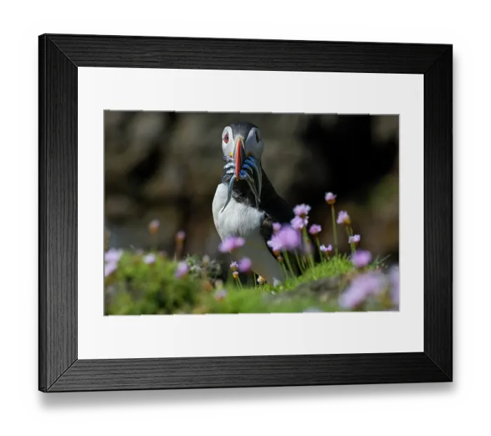 Framed Print : Puffin (Fratercula arctica) perched on cliff top among Sea thrift (Armeria maritima) with Sandeels prey in beak, Great Saltee Island, County Wexford, Republic of Ireland. June Framed Print : Puffin (Fratercula arctica) perched on cliff top among Sea thrift (Armeria maritima) with Sandeels prey in beak, Great Saltee Island, County Wexford, Republic of Ireland. June