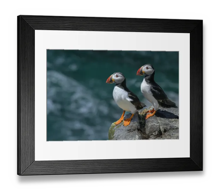 Framed Print : Puffins (Fratercula arctica) pair, perched on a rock along Great Saltee Island coast, County Wexford, Republic of Ireland. June Framed Print : Puffins (Fratercula arctica) pair, perched on a rock along Great Saltee Island coast, County Wexford, Republic of Ireland. June