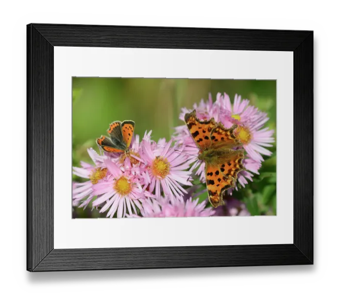 Framed Print : Small copper (Lycaena phlaeas) butterfly and Comma (Polygonia c-album) butterfly nectaring on Michaelmas daisy (Aster amellus) flowers in a garden, Dorset, England, UK. October Framed Print : Small copper (Lycaena phlaeas) butterfly and Comma (Polygonia c-album) butterfly nectaring on Michaelmas daisy (Aster amellus) flowers in a garden, Dorset, England, UK. October