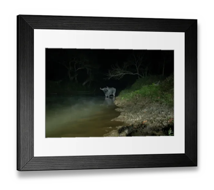 Framed Print : Water buffalo (Bubalus bubalis) crossing forest stream at night, Kaziranga Tiger Reserve, Assam, India. Camera trap image Framed Print : Water buffalo (Bubalus bubalis) crossing forest stream at night, Kaziranga Tiger Reserve, Assam, India. Camera trap image