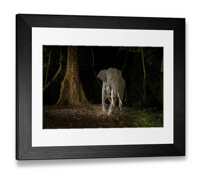Framed Print : Indian elephant (Elephas maximus indicus) juvenile tusker walking through rainforest at night, Kaziranga Tiger reserve, Assam, India. Endangered. Camera trap image Framed Print : Indian elephant (Elephas maximus indicus) juvenile tusker walking through rainforest at night, Kaziranga Tiger reserve, Assam, India. Endangered. Camera trap image