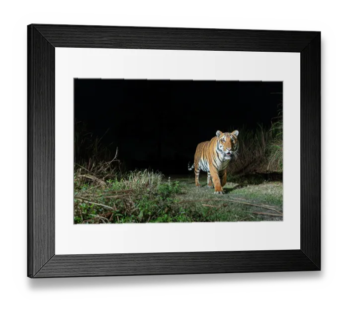 Framed Print : Bengal tiger (Panthera tigris tigris) male, walking through grassland at night, Kaziranga tiger Reserve, Assam, India. Endangered. Camera trap image Framed Print : Bengal tiger (Panthera tigris tigris) male, walking through grassland at night, Kaziranga tiger Reserve, Assam, India. Endangered. Camera trap image