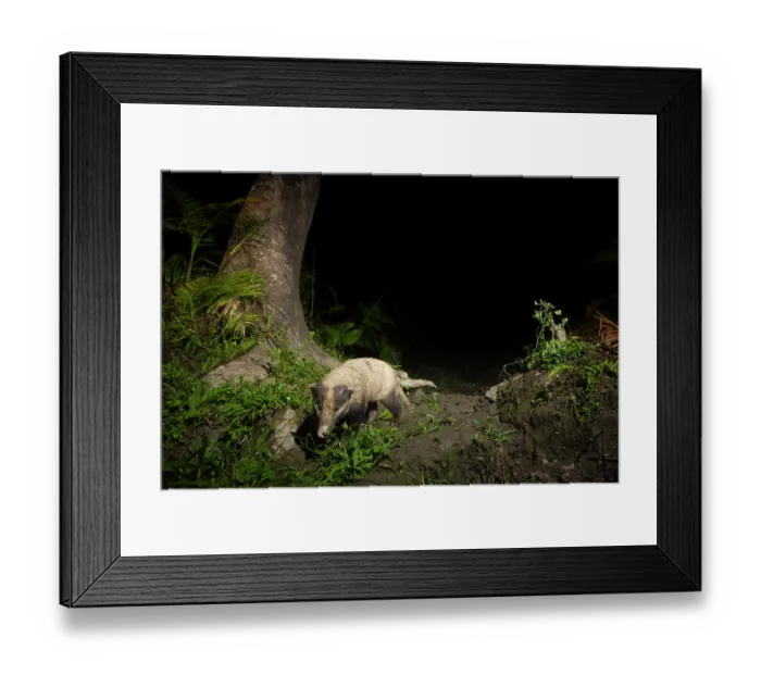 Framed Print : Hog badger (Arctonyx collaris) walking in cane forest at night, Kaziranga tiger Reserve, Assam, India. Camera trap image